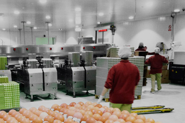 Pasteurized liquid egg