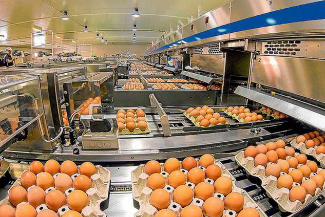 Chicken eggs